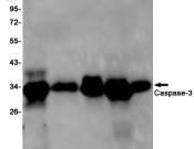 Caspase 3/P17/P19 Recombinant antibody