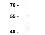 CD36 Recombinant antibody