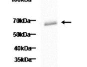 Occludin Recombinant antibody