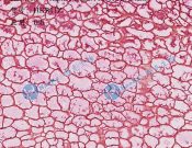 Haokebio? Rapid RNA FISH?Kit (Plant)