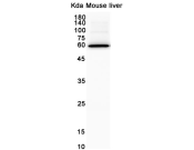 GSDMD Recombinant antibody