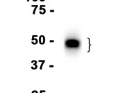 PD-L1/CD274 Monoclonal antibody