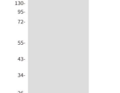 COXIV Recombinant antibody
