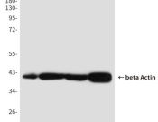 Beta Actin Recombinant antibody