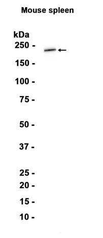Myosin heavy chain Monoclonal antibody