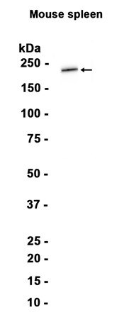 MYH67?Recombinant antibody