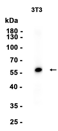 AKT1/3?Recombinant antibody