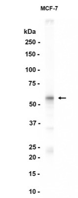 AKT1/2?Recombinant antibody