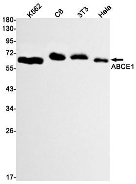 ABCE1?Recombinant antibody