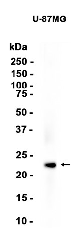 CD9?Recombinant antibody