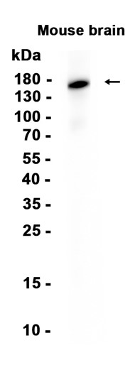CNTNAP3Recombinant antibody
