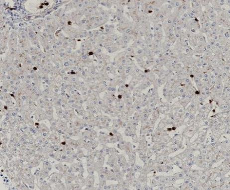 MPO Recombinant antibody