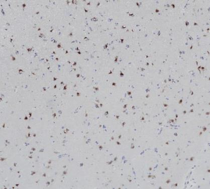 NeuN Recombinant antibody