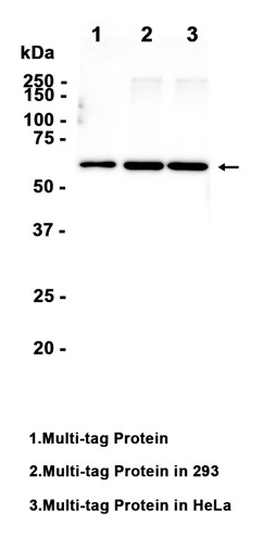 6His, His-Tag Monoclonal antibody