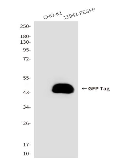 HRP-conjugatedGFP tag Monoclonal antibody