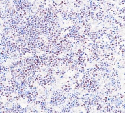 c -Myc Recombinant antibody