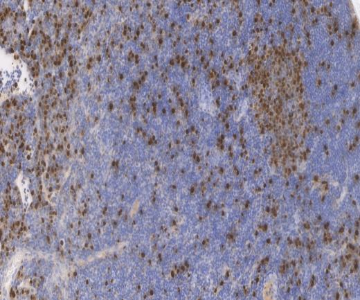 BrdU Recombinant antibody