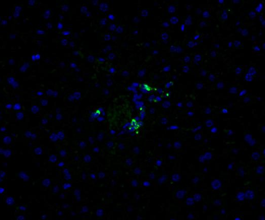 CD11c Recombinant antibody