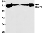 Hsp70 Recombinant antibody
