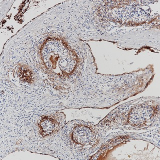 VWF Recombinant antibody