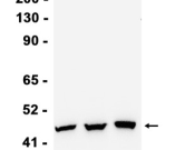 VEGFA Recombinant antibody