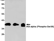 Phospho-IkB Alpha Recombinant antibody
