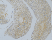 KEAP1Recombinant antibody