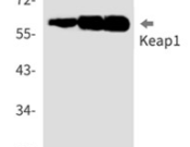 KEAP1Recombinant antibody