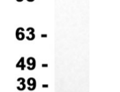 BAP31 Recombinant antibody