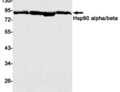 HSP90 Recombinant antibody