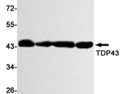 TDP-43 (C-terminal) Recombinant antibody