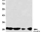 CLIC1 Recombinant antibody