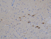 c-MYC Recombinant antibody
