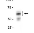 c-MYC Recombinant antibody