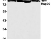 Hsp90 Recombinant antibody