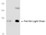 Ferritin light chain 1 Recombinant antibody