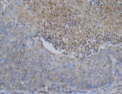 Flotillin 1 Recombinant antibody