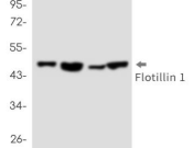 Flotillin 1 Recombinant antibody