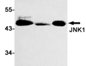 JNK Recombinant antibody
