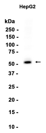 PPAR alpha?Recombinant antibody