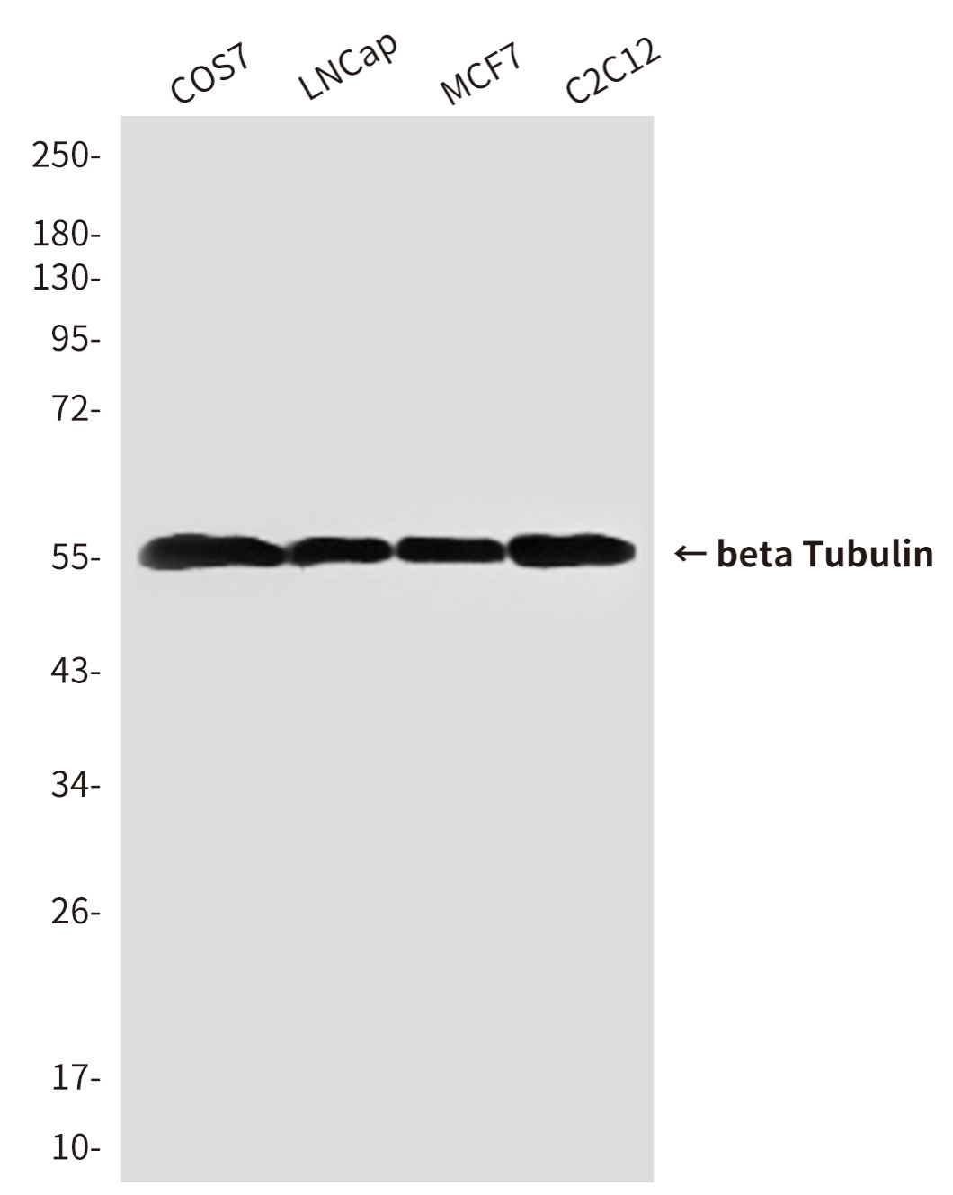 Beta Tubulin Monoclonal antibody