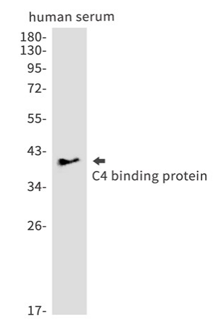 C4 binding protein Recombinant antibody