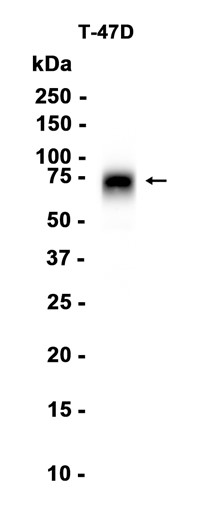 B7-H4Recombinant antibody