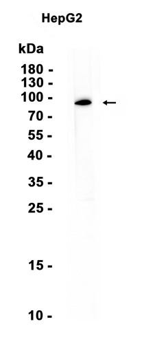 C7 Recombinant antibody