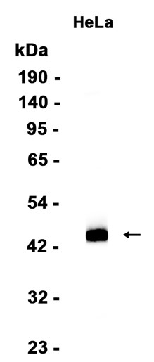 NR2F6 Recombinant antibody