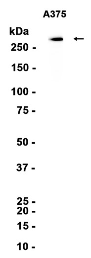 CSPG4?Recombinant antibody