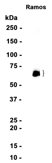 LRMPRecombinant antibody