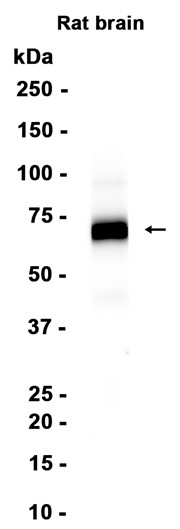SNPH Recombinant antibody