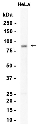 UBF1?Recombinant antibody
