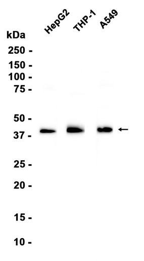 MHC Class I Recombinant antibody